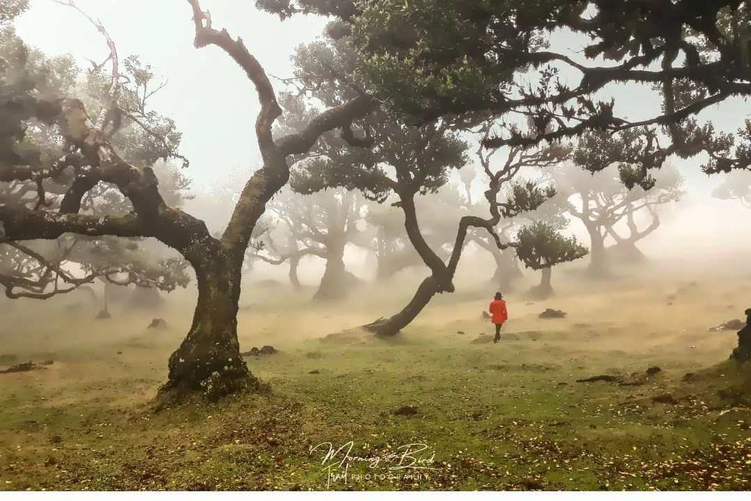The mystic and mysterious Fanal Forest