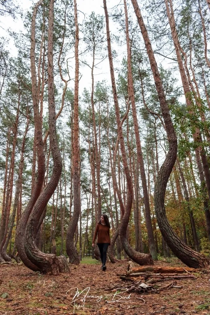 The crooked forest of Poland